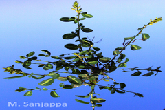 Alysicarpus sanjappae